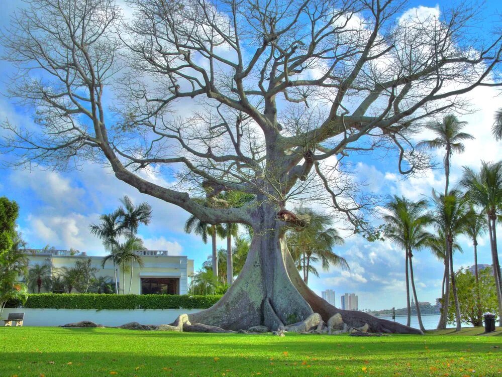 хлопковое дерево центральной америки. хлопковое дерево центральной америки. сейба дерево. хлопковое дерево сейба. хлопковое дерево центральной америки.