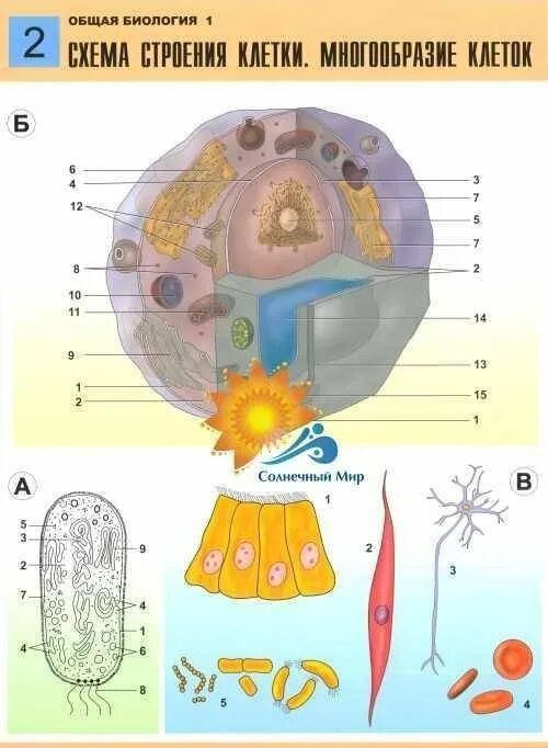 Биология 1 чем живое. Строение клетки многообразие клеток. Схема строения клетки многообразие клеток. Схема строения клетки многообразие клеток общая биология 1. Структура клетки схема.