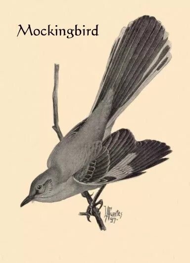 Mockingbird без слов. Пересмешник арт. тату птица пересмешник. mockingbird тату. пересмешник рисунок.