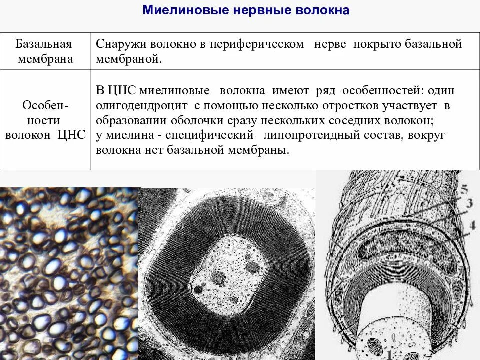 Взаимодействие клетки с базальной мембраной. Волокна базальной мембраны. Базальная мембрана ороговевающего эпителия. Светлая пластинка базальной мембраны эпителиальных. Эпителиальная ткань базальная мембрана.