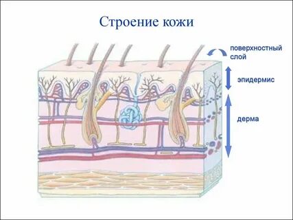 Состояние нормальных кожных покровов