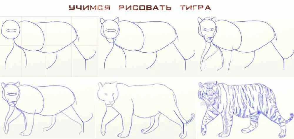 Как нарисовать тигра проще. Схема рисования тигра. поэтапное рисование тигра для дошкольников. тигр поэтапное рисование. тигр рисунок по этапам.