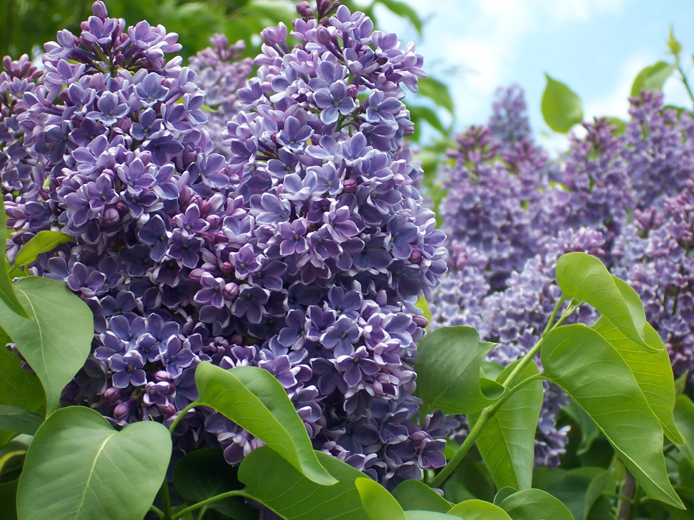 Сирень Syringa vulgaris. Сирень обыкновенная Джамбул. Syringa vulgaris `Фрэнк Патерсон`. Сирень обыкновенная Рочестер. Цветы сирени сорта