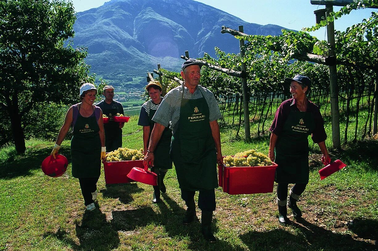 Сезонная работа на лето для женщин. Сбор урожая винограда в Италии. Праздник сбора винограда. Праздник сбора винограда в Румынии. Сбор винограда в Италии праздник.