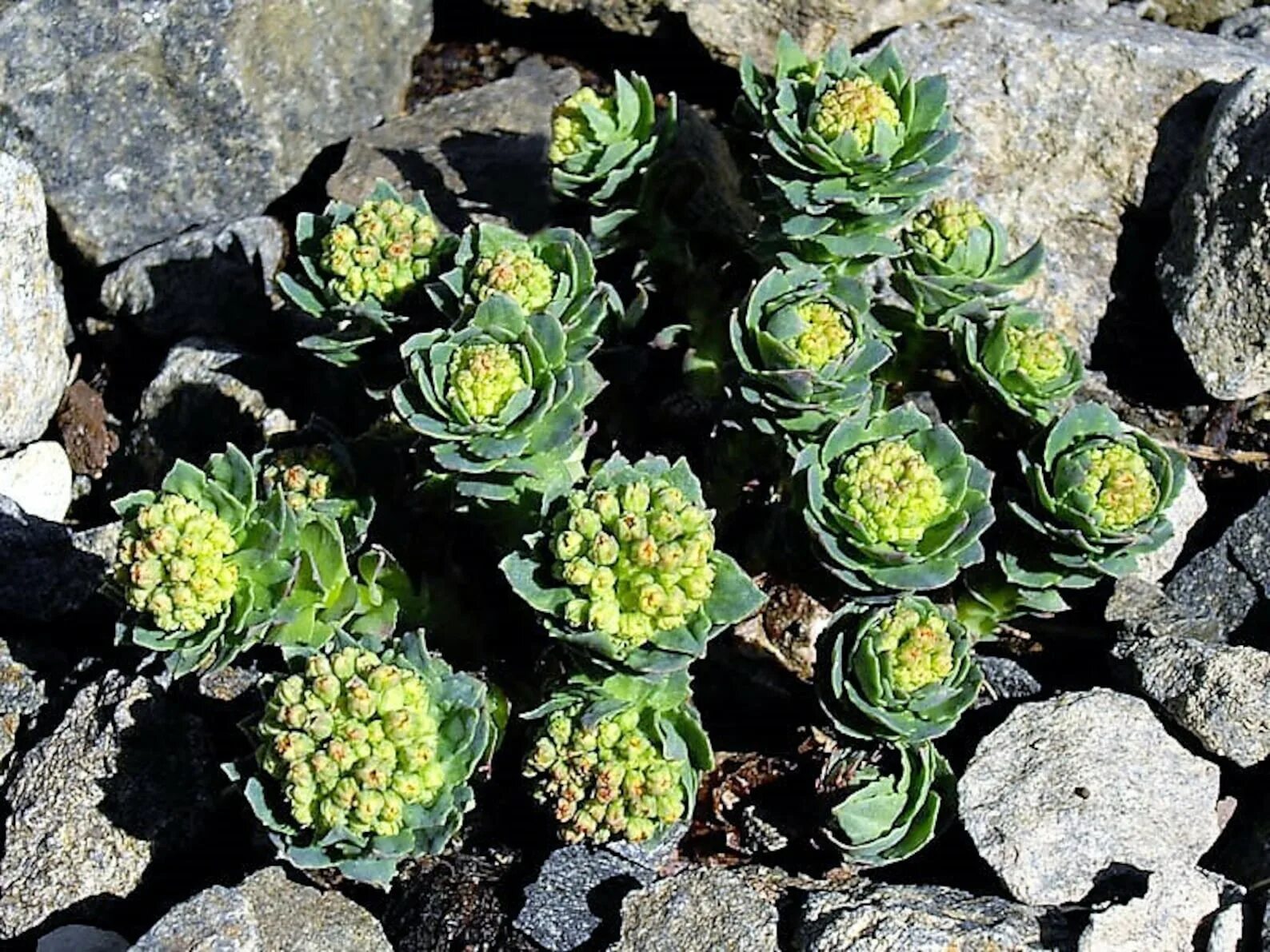 Родиола розовая для чего применяется. Родиола розовая Rhodiola rosea. Очиток родиола. Родиола розовая в Мурманской области. Родиола розовая Териберка.