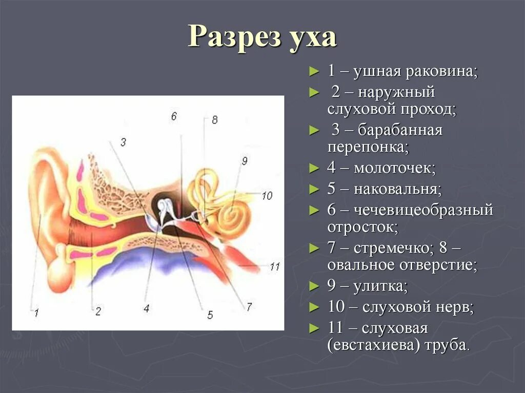 Наружный и внутренний слуховой проход. Ушная раковина наружный слуховой проход барабанная перепонка. ушная раковина слуховая труба улитка. слуховые косточки структуры уха ушная раковина. орган слуха анатомия наружный слуховой проход.
