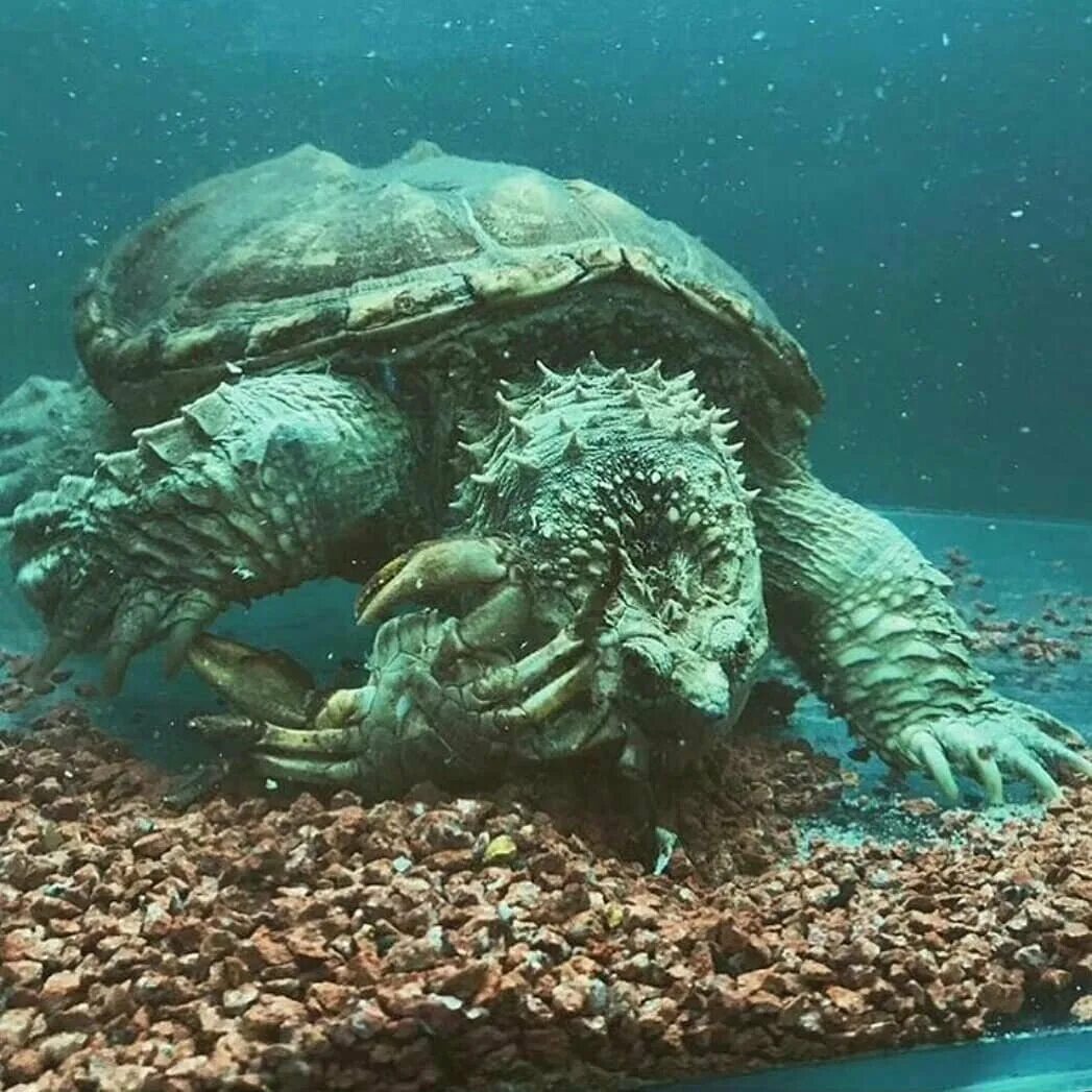 Краб и черепаха. Грифовая черепаха. Гигантская грифовая черепаха. Морская черепаха грифовая. Фернандийская черепаха.