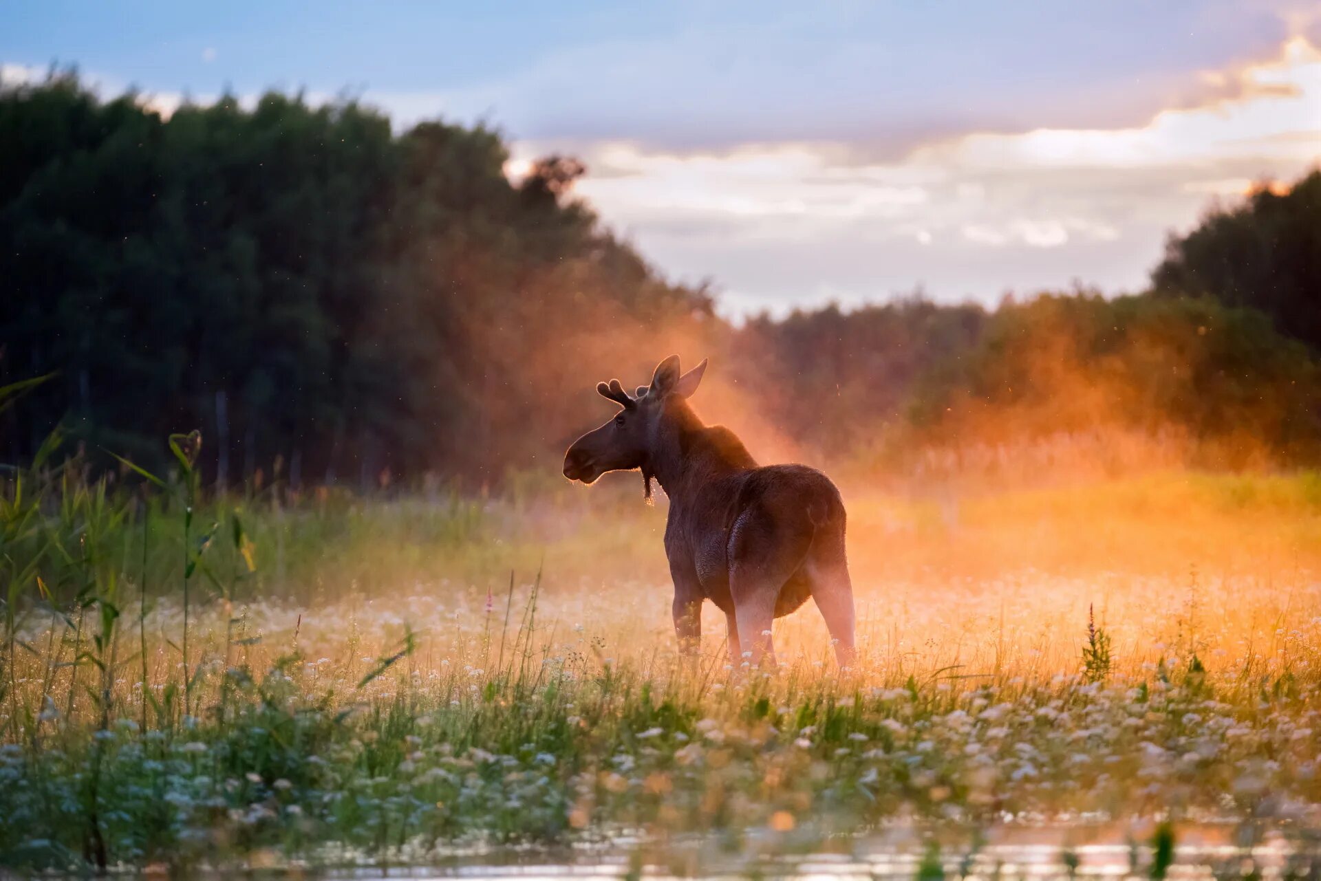 Дарвинский заповедник Лось. Фотовыставка Первозданная природа. Дикая природа. Лучшие снимки дикой природы. Движение первых дикая природа