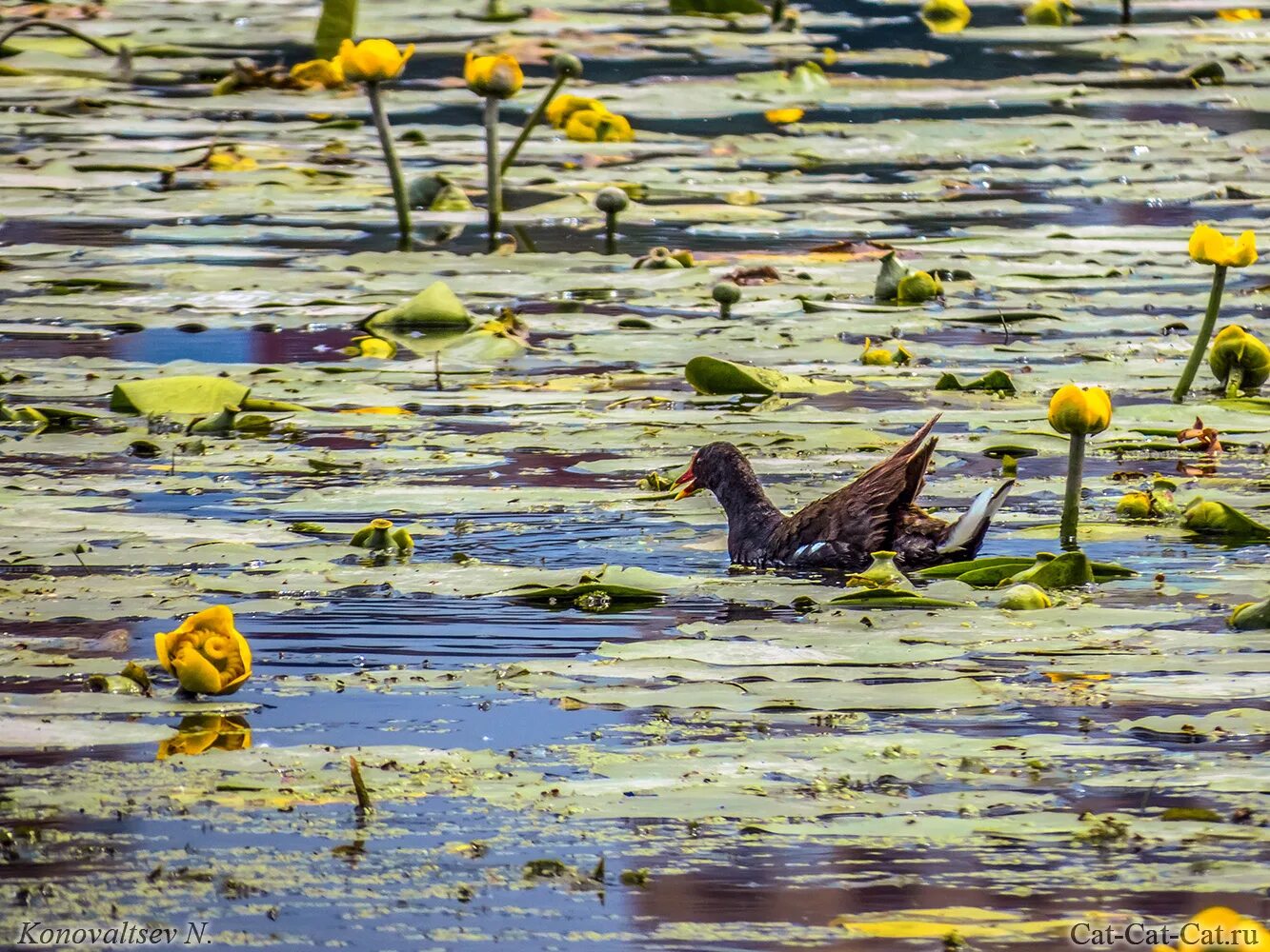 река свияга кузоватовский район. река свияга в татарстане. картинки - река рядань. животные реки кама. растения и животные реки свияга.