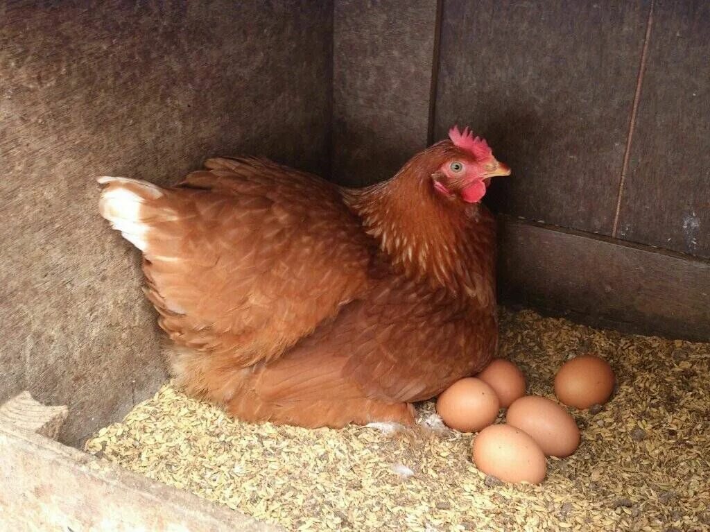 Куры купить гомель. Цыплята Ломан Браун. Курица Ломан Браун яйца. Яйца кур несушек. Порода кур несушек двухжелтковые яйца.