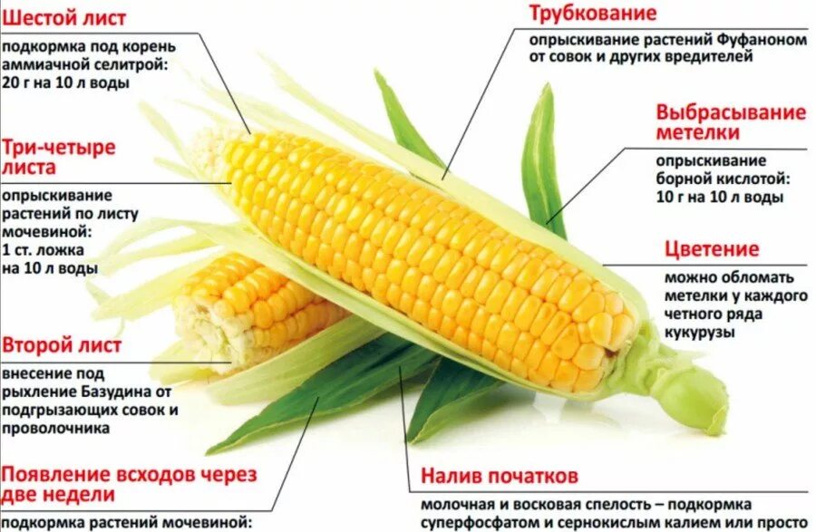 Схема подкормки кукурузы. Строение кукурузного початка. Части кукурузы названия. Подкормка кукурузы таблица.