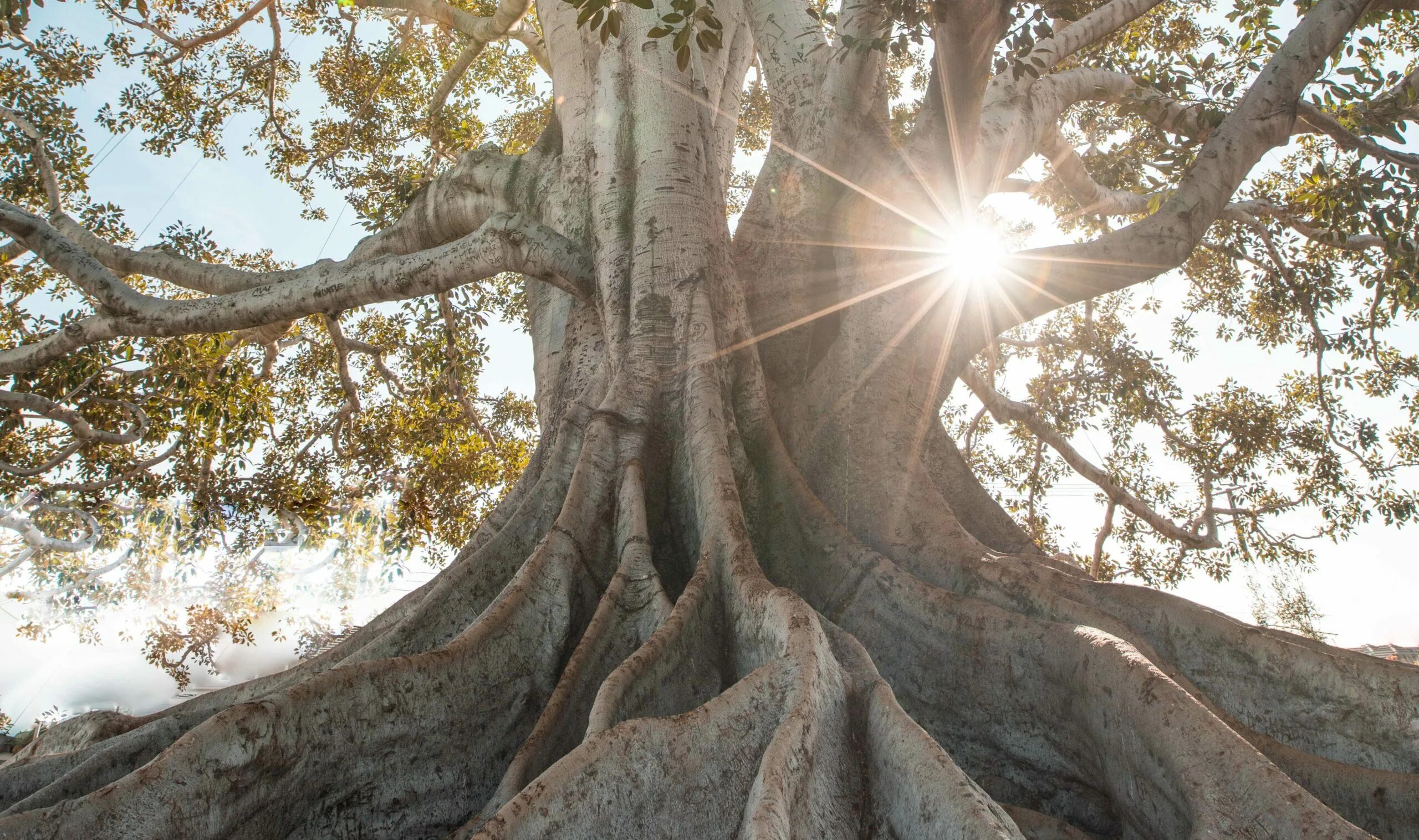 могучими стволами. леса презентация 4 класс. броселианд кения. дуб джурупа. могучими стволами.