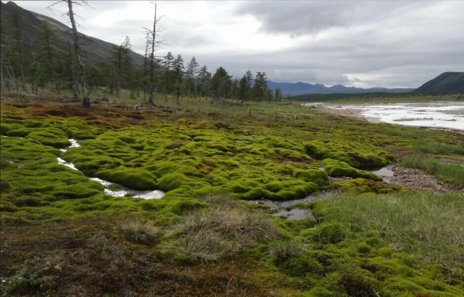 Норильск лесотундра. Тундры заболочены. Вечная мерзлота в тайге. Арктические и тундровые почвы. Арктическая прибрежная тундра.