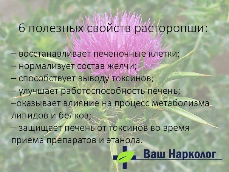 Расторопша. Расторопша полезные свойства как принимать. Расторопша полезные свойства как принимать. Расторопша для чего применяется. Мед из расторопши.