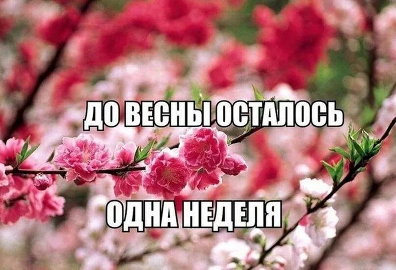 Семь дней весны. Одна неделя до весны. Семь дней весны. Поздравление с 1 днем весны. Картина с первым днем весны.