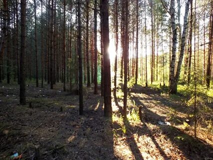 Бор пермь