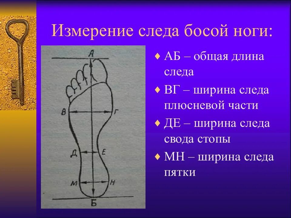 Средняя стопа. Части следа обуви криминалистика. Измерение следа босой ноги криминалистика. Части стопы человека Крим. Части следов ног человека.