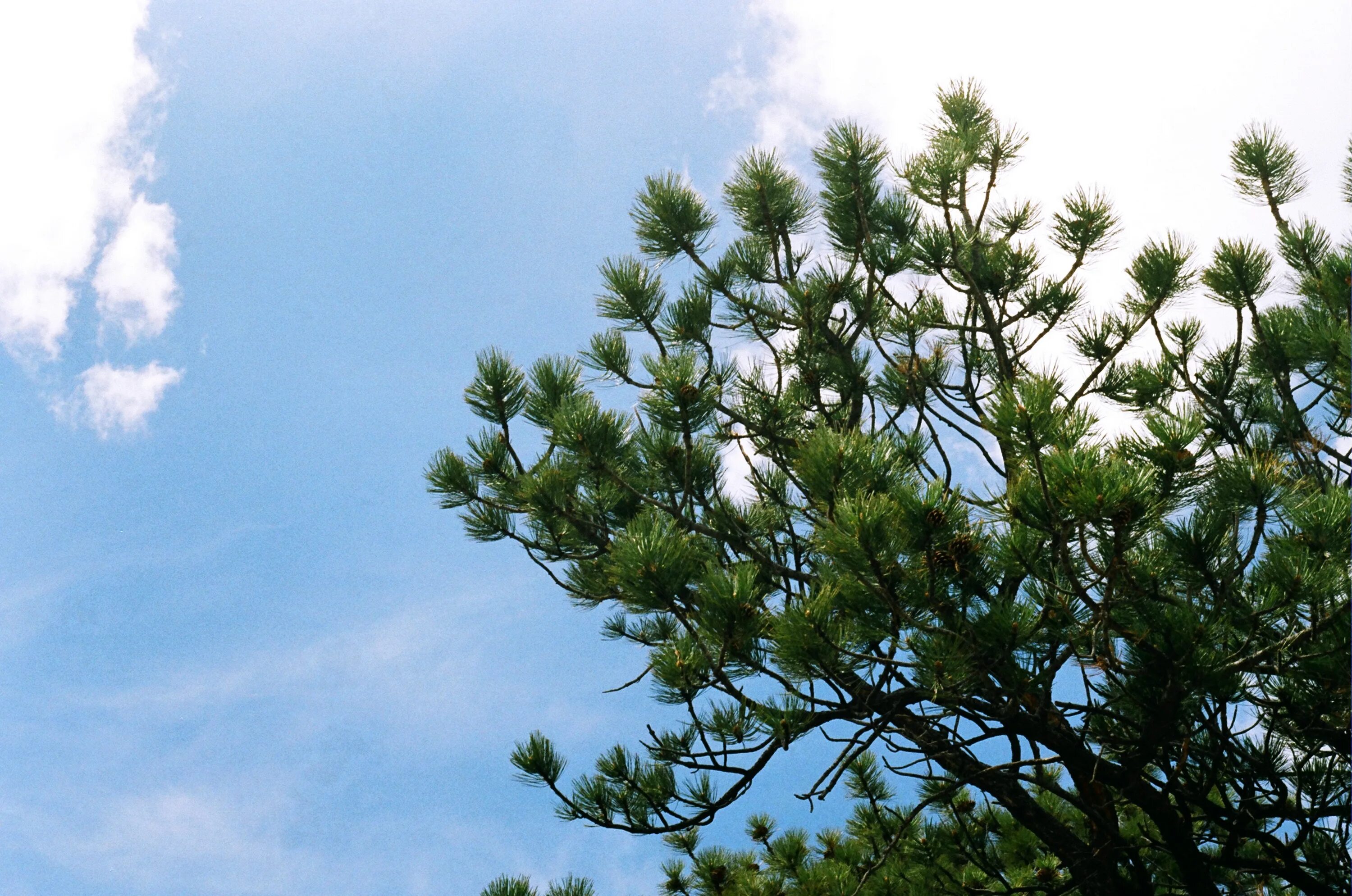 Высокое хвойное. Сосна Пирамидалис. Pinus Tree. Сосна белая Западная. Сосна высокая.