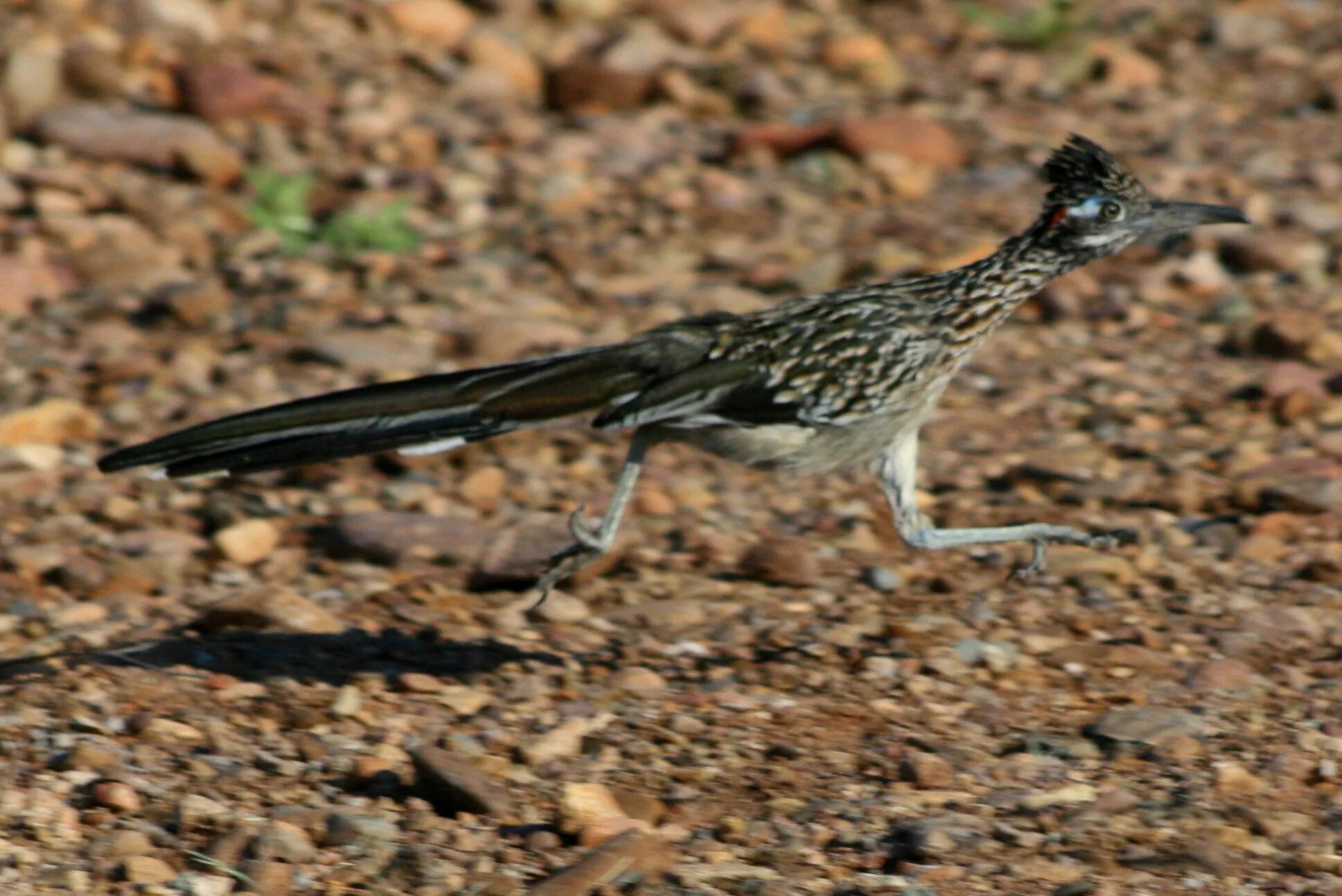 Птица бегун. Калифорнийская Земляная Кукушка. Geococcyx californianus. Калифорнийская Кукушка подорожник. Мексиканская Степная Кукушка.