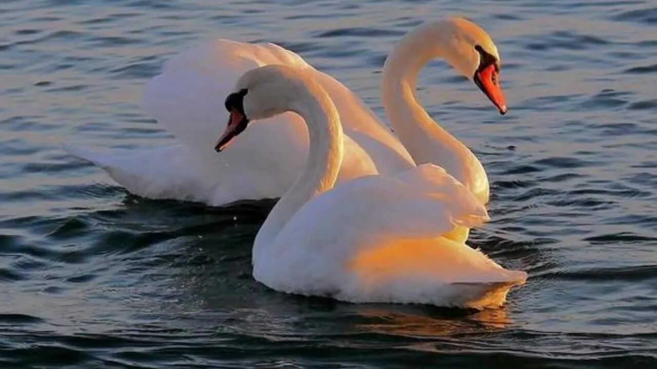 Пара лебедей. Видео два белых. Захаров два белых лебедя. Владимир два лебедя владимир. Лебединая верность.