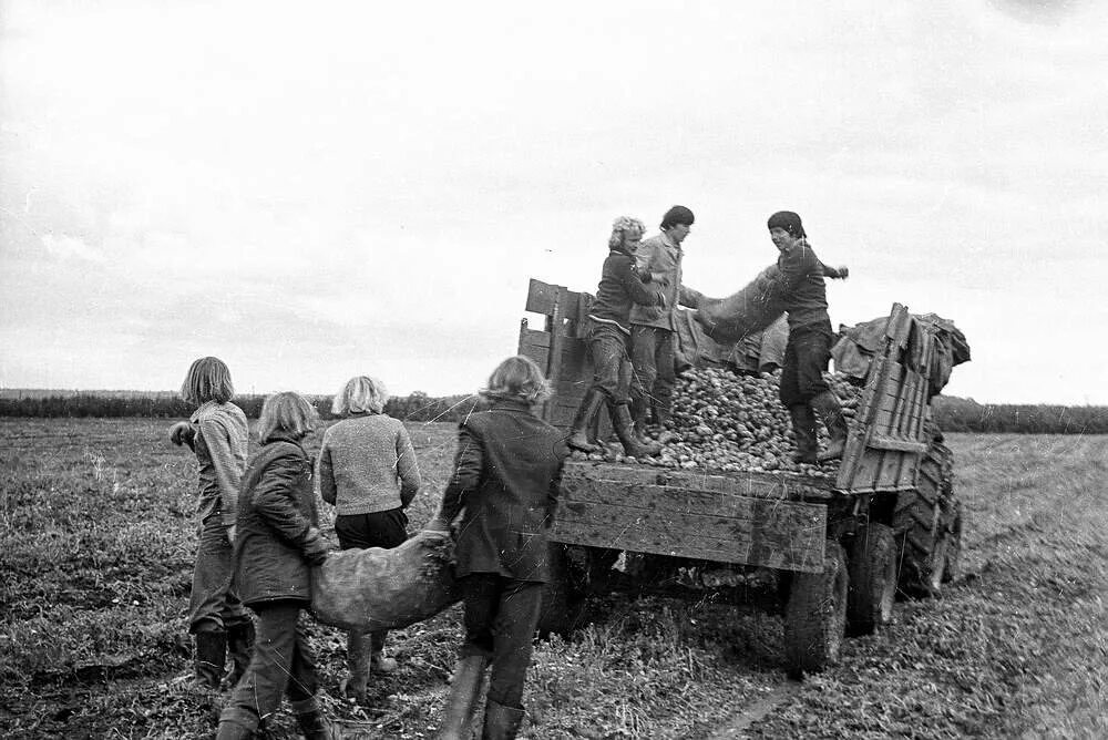 Старые былые времена. Советская уборочная страда СССР. Колхозы и Совхозы. Уборка картофеля в колхозе. Сбор урожая в колхозе.