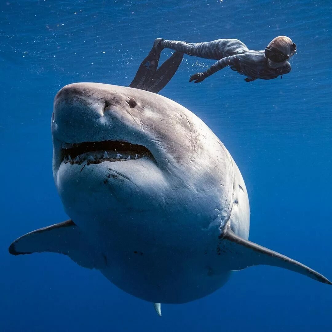 Фотки больших акул. Акула белая, акула-людоед, кархародон. Белая акула дип Блю. Большая белая акула (great White Shark). Накула.