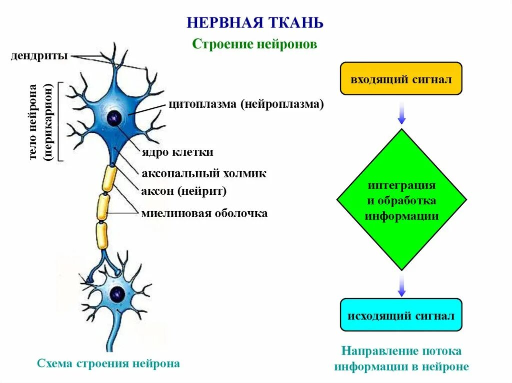 Строение нервной ткани таблица. Нервная ткань строение нейрона. Схема строения нервной ткани. Нервная ткань строение и функции.