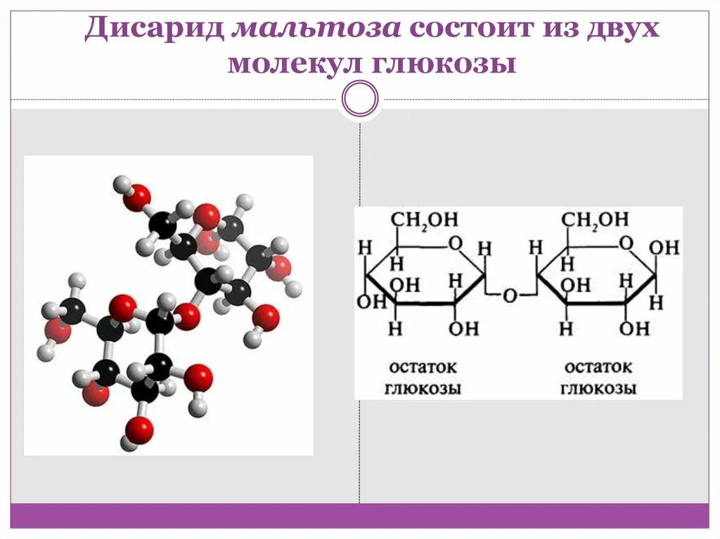 Л к п состоит из. Мальтоза строение молекулы. Молекулярная структура мальтоза. Молекула мальтозы состоит из. Мальтоза состоит из остатков Глюкозы.