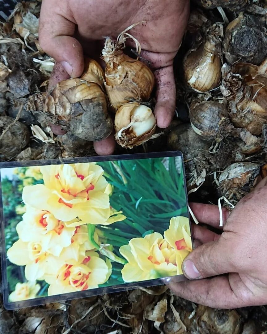 тюльпаны в вазе с луковицей. тюльпаны на гидропонике. тюльпаны в горшке. тюльпаны в вазе с луковицей. луковица тюльпана.