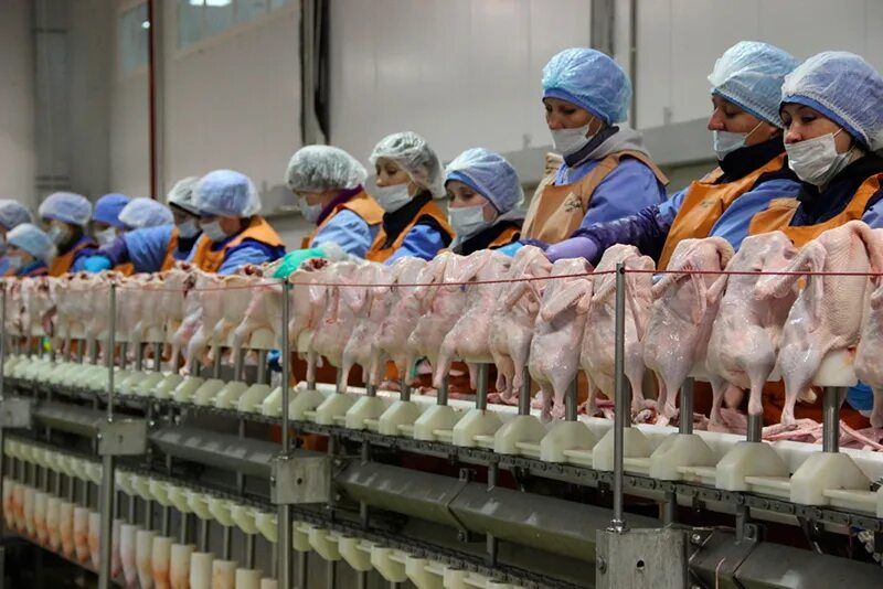 Утиная ферма песчаные ковали магазин. Бутурлиновка воронежская область утиная ферма. Новые утиные фермы. Утиная ферма во владимире. Утиная ферма.