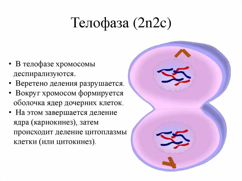 Телофаза 1. Телофаза мейоза 2. Телофаза 2 хромосомный набор. Мейоз 2 телофаза 2.