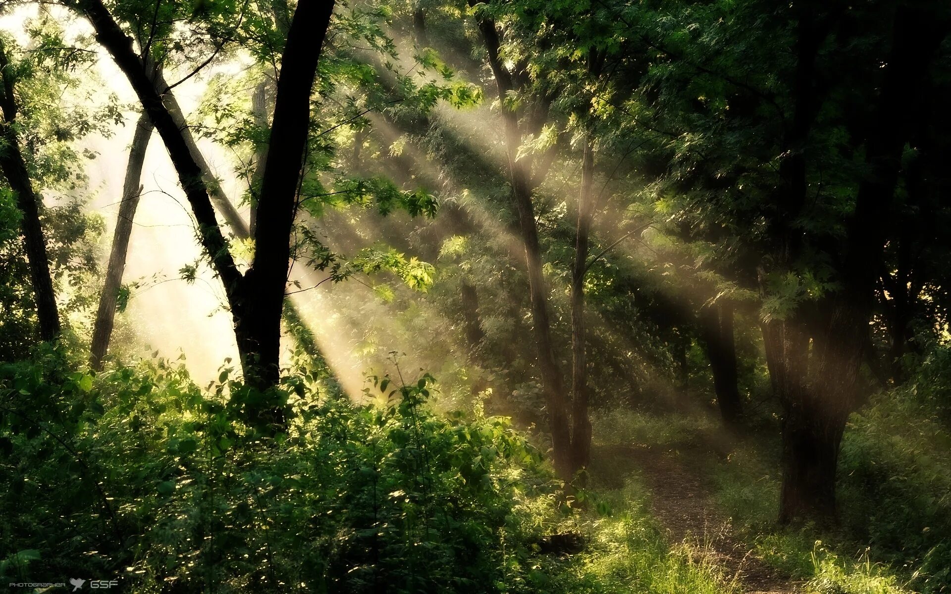 Луч света новый свет. "Солнце в лесу". Луч света в лесу. Солнечный лес. Солнечные лучи в лесу.