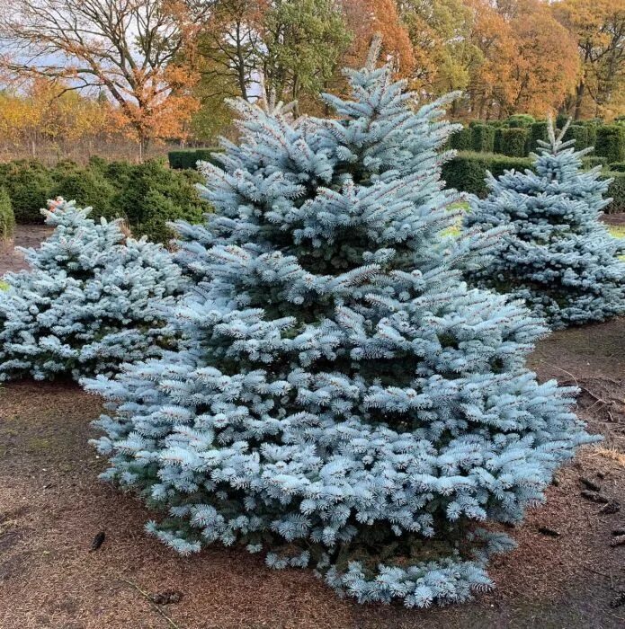 Ель колючая Глаука Глобоза. Ель колючая Picea pungens glauca. Ель колючая голубая "glauca globosa". Ель колючая Picea pungens. Ель колючая blues