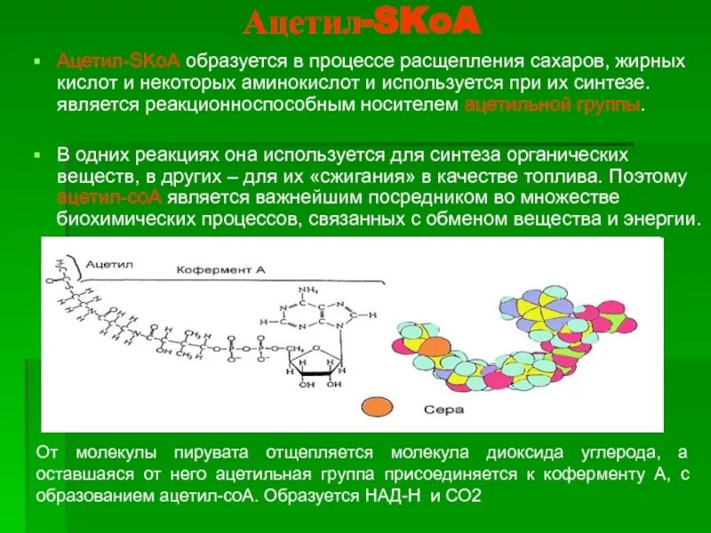 Основным продуктом расщепления жирных кислот является. Расщепительный процесс расщепления. Распад жирных кислот. Органический распад