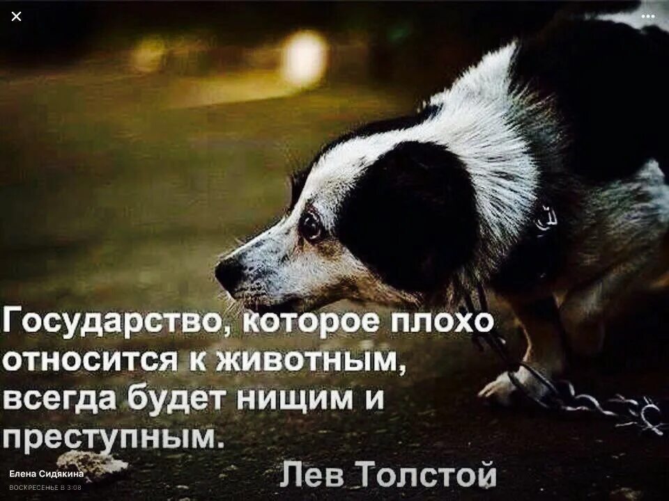 Почему человек относят к животным. Государство которое плохо относится к животным. цитаты про животных. высказывания о животных. цитаты про бездомных животных.