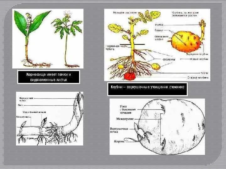 Гипогеогенное корневище. Корневища , столон,клубень. Столон это в биологии. Строение столона. Корневище столон луковица.
