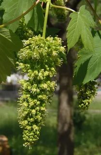 Тип соцветия клена