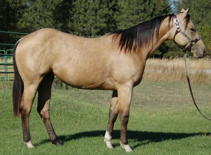 Firefox - Amber Champagne Colt - South Africa Horses, Horse coat colors, Beautif