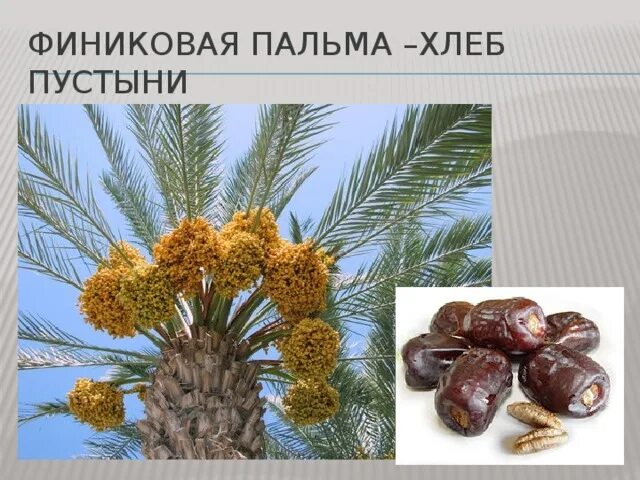 Финиковая пальма где растет природная зона. Алжир финиковая Пальма. Финики хлеб пустыни. Пальма хлеб пустыни. Финиковые пальмы в Турции.