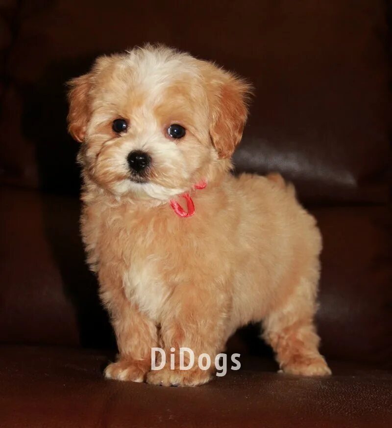 щенок мальтипу. щенки мальтипу питомник. мальтипу собака. шелби мальтипу. мальтипу питомник.