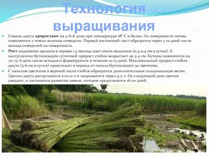 Крд джут су