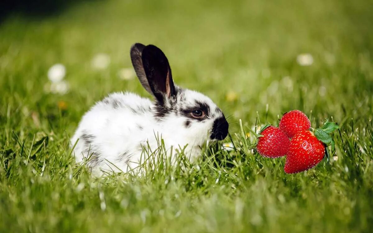 Можно ли кроликам клубнику. Кролики. Красивый кролик. Кролик фото. Кролик на рабочий стол.