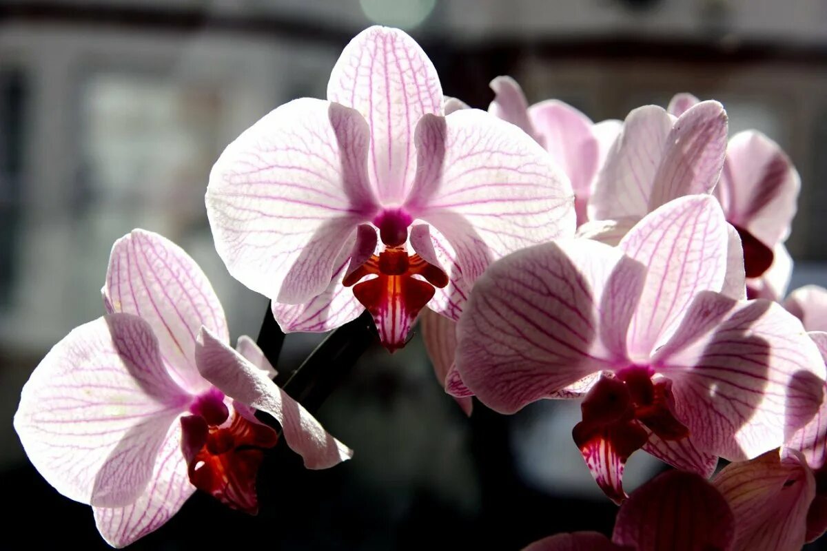 Фаленопсис фото. Орхидея фаленопсис. Фаленопсис Charleston. Фаленопсис Чарльстон. Орхидея фаленопсис Чарльстон.