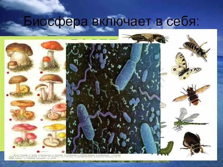 Почему бактерии грибы и животные. Бактерии и растения в развитии биосферы. бактерии названия по алфавиту из биосферы. биосфера проверим себя. эволюция видов и живое вещество 1928.