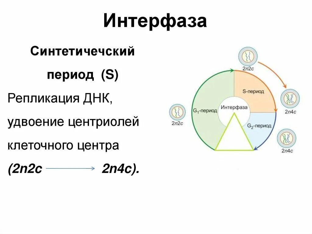 Периоды интерфазы таблица. Интерфаза процессы. 3 Периода интерфазы. Этапы интерфазы. 3 этапа интерфазы