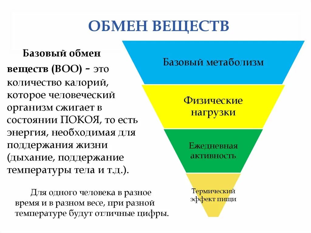 Базовый обмен веществ. Показатели метаболизма человека. Расчет уровня метаболизма. Базовый уровень метаболизма. Рассчитать базовый обмен