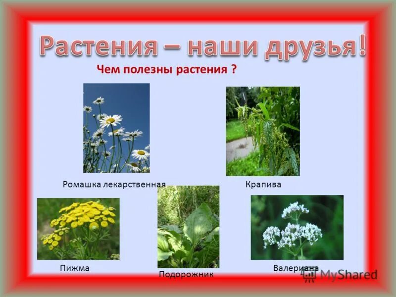 Растение друзья человека