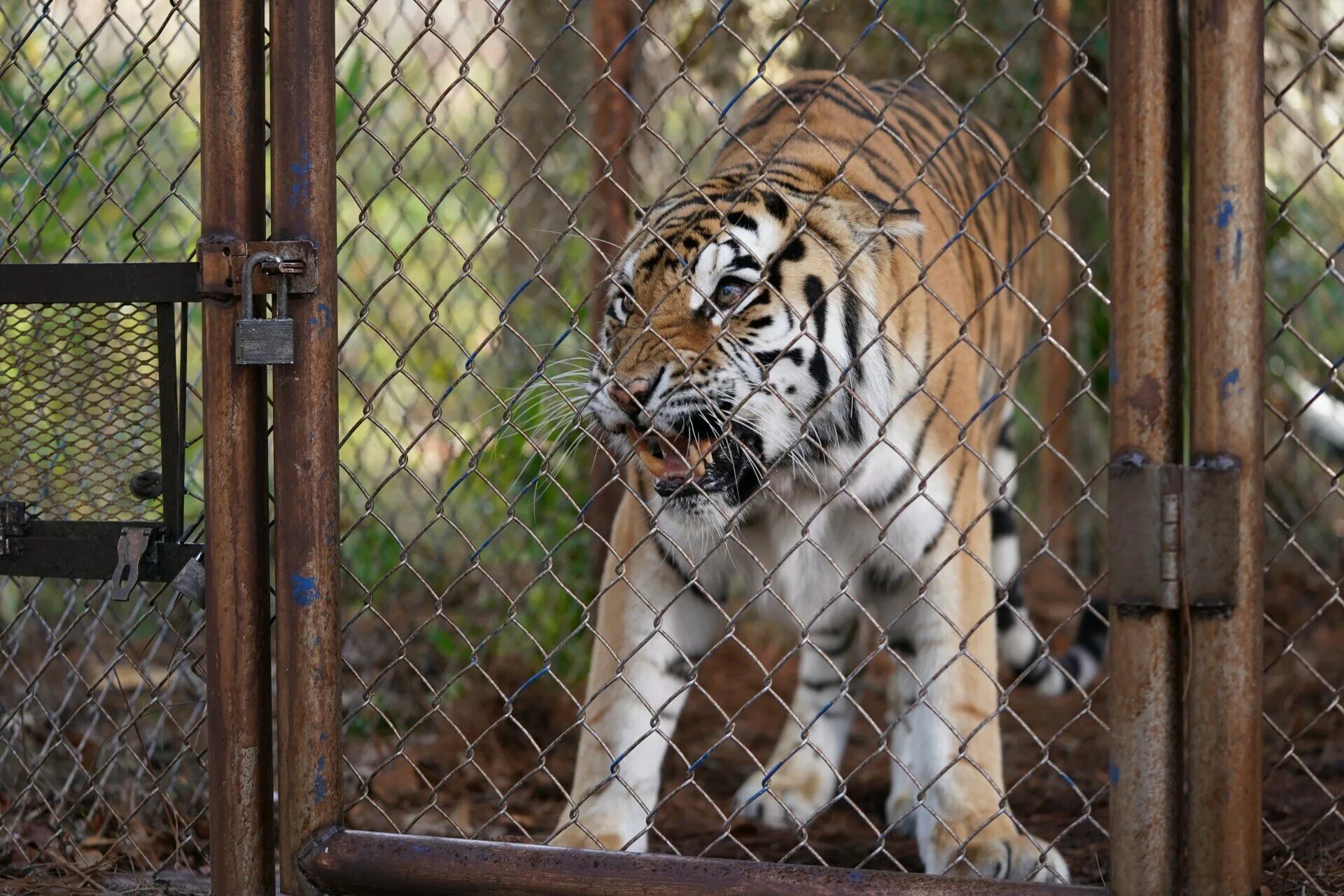 парящий тигр 2022. парящий тигр 2022. The tiger rising 2022. фильм про тигра и мальчика 2022. парящий тигр.