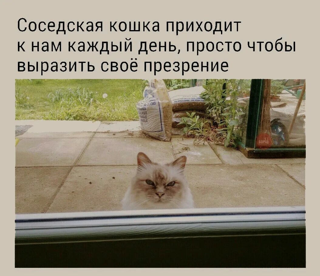 Кошка придет