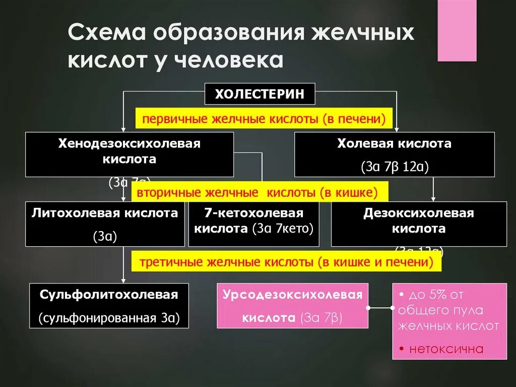 Обеспечивающий образование желчи. Обеспечивающий образование желчи